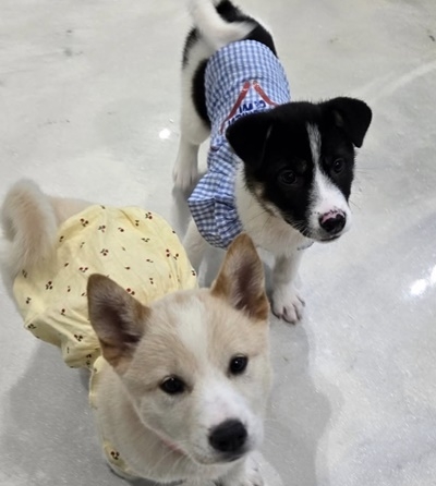 반려온뜰